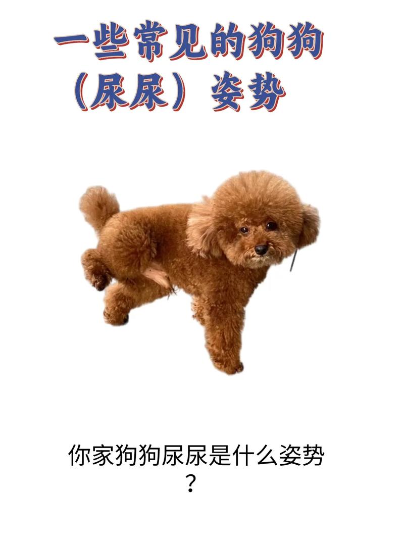 狗狗多大能憋住大小便