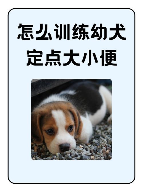 怎么让狗憋尿狗狗憋尿的训练你做到了吗?