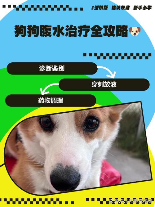 狗狗低蛋白血症引起的腹水,怎么医治?