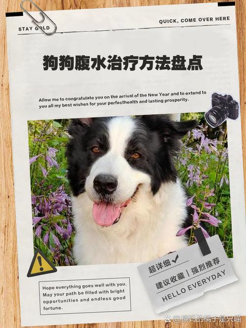 狗狗肚子越来越大得了腹水,怎么办?