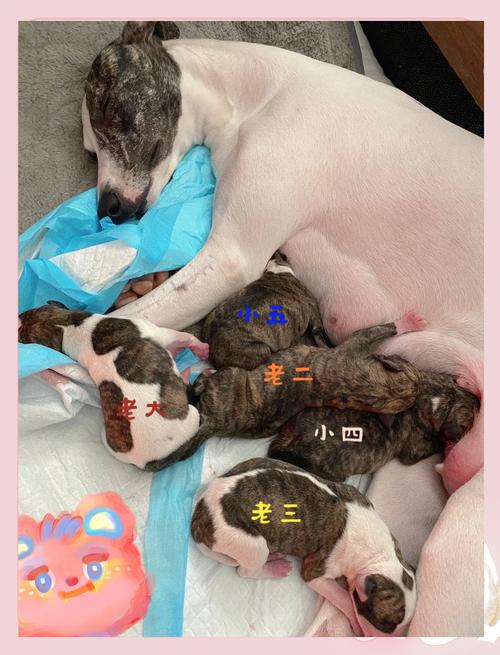 母狗一般多大可以生小狗