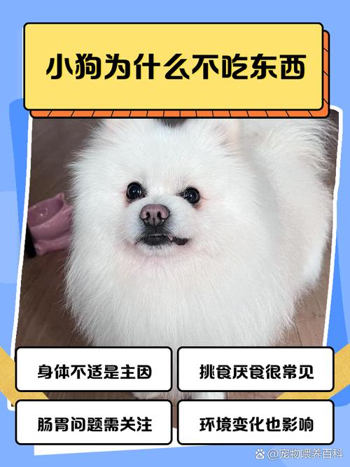 狗狗为什么不吃胡豆呢