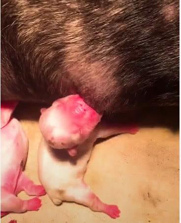 狗狗生产羊水球要弄破吗