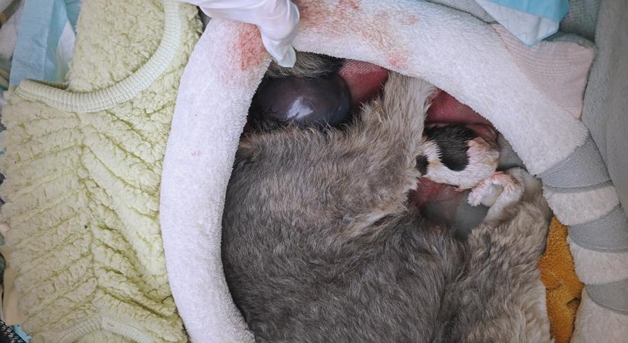 狗狗羊水破了一直不生