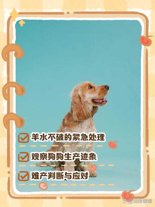 狗羊水破了最晚不能超过几个小时