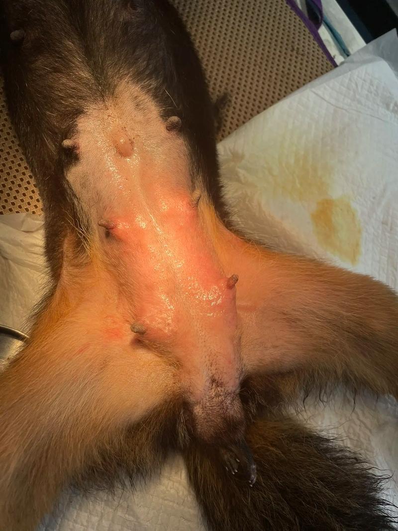 狗狗羊水破了需要多久才能生第一个