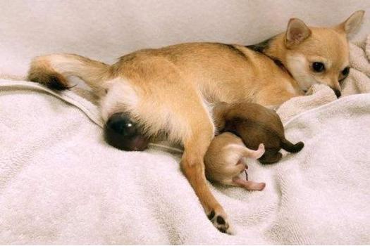 狗狗羊水破了多久才能生