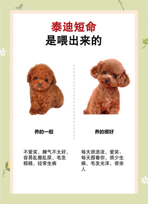 泰迪不吃饭可以活几天