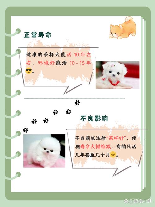 泰迪老了掉牙了还能活多久