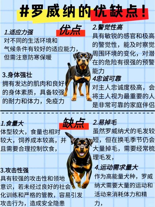 如何在一只比自己更强壮的狗心中建立主人的威信?