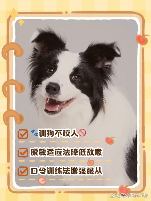 主人该怎么在马尔济斯犬面前树立权威?