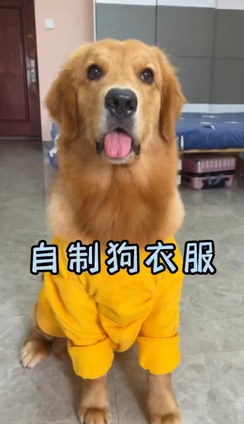 2个月多的泰迪,夏天可不可以穿衣服,会不会太热?