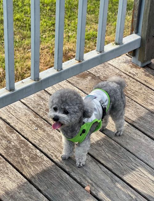 夏天狗狗掉毛怎么办