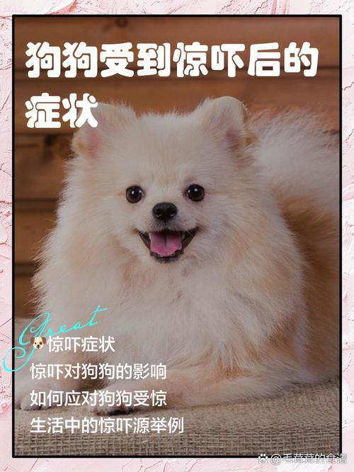 狗狗受到惊吓后的症状会持续多久