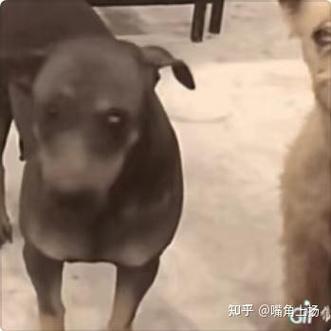 狗狗受到惊吓后的症状