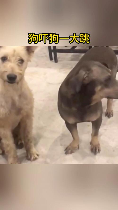 狗狗吓着了什么表现,怎么判断狗狗受惊吓了