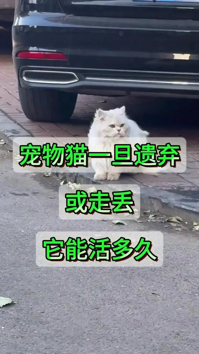 为什么猫咪突然会哭