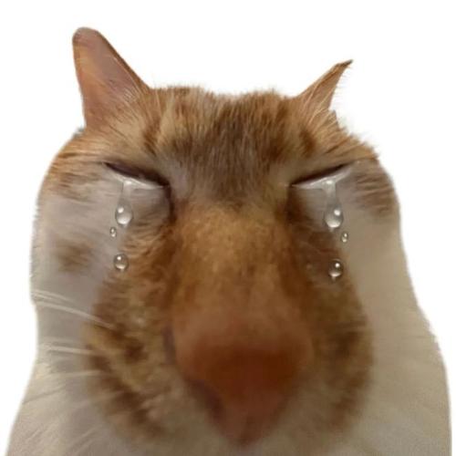 猫像哭一样抽泣怎么了