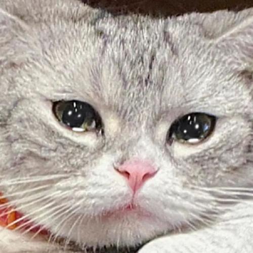 送人后猫咪哭了为什么