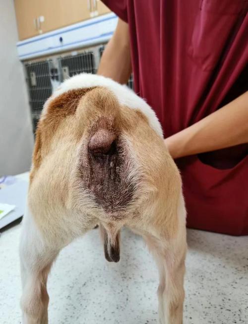 狗狗不能喝的五种水