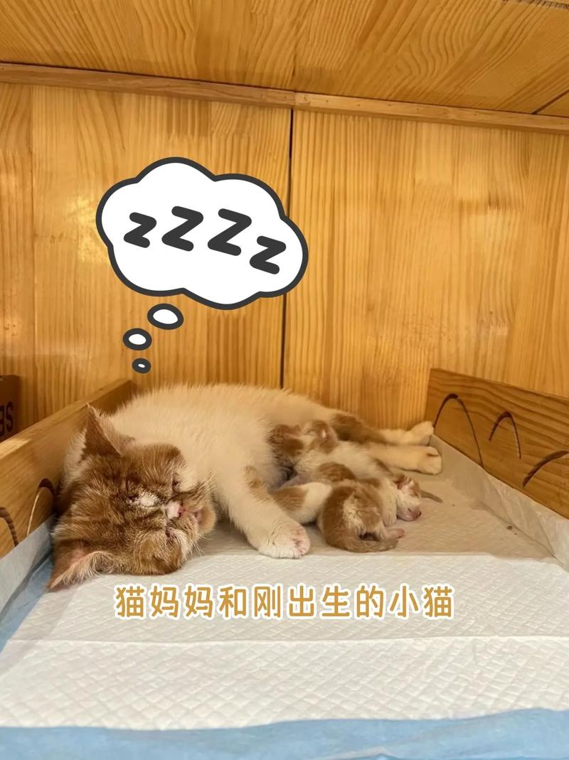母猫死了刚出生的小猫怎么喂养