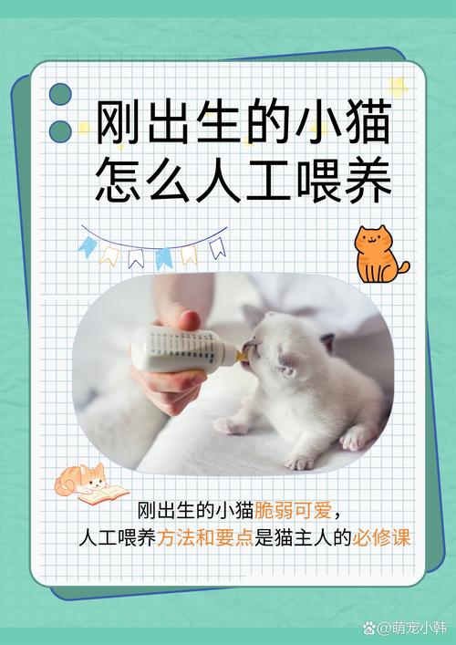 刚出生的小猫咪怎么照顾呢?