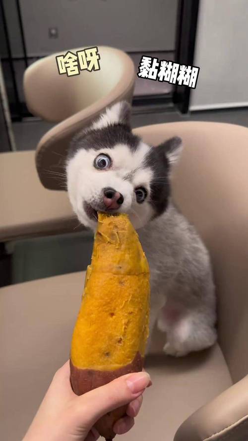 狗狗吃了红薯会怎么样?