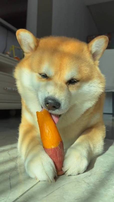 狗狗一天能吃多少红薯