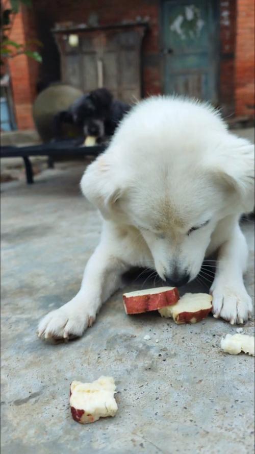 狗狗可不可以吃生的红薯