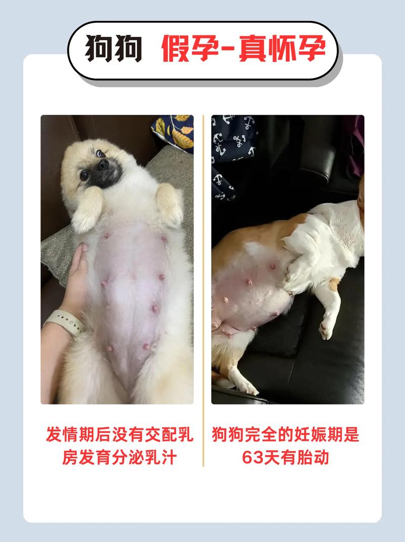 狗怀孕多久肚子明显增大