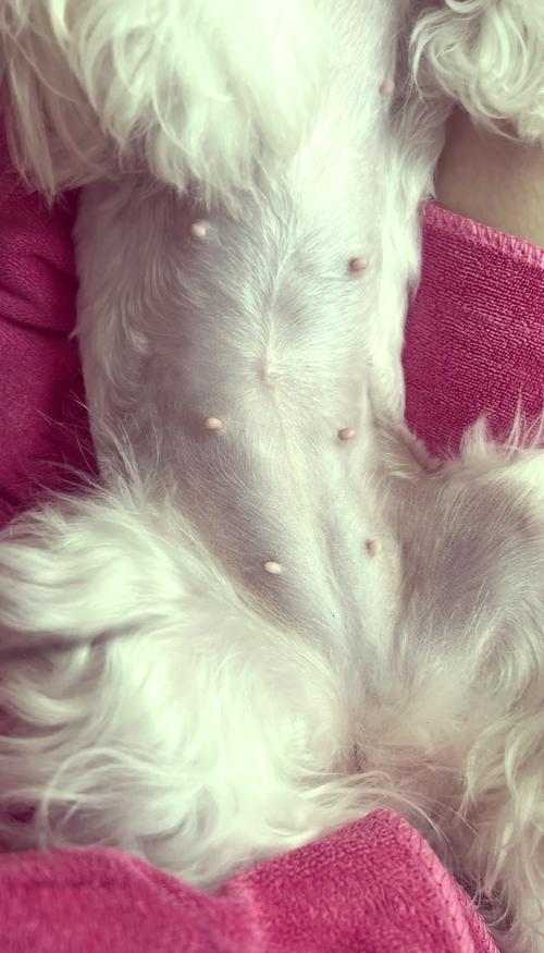 狗怀孕1至60天变化