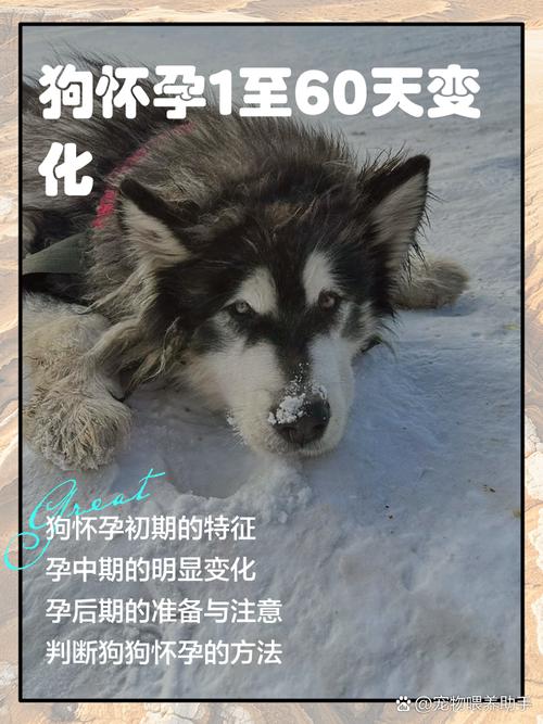 狗怀孕多少天肚子明显变大?