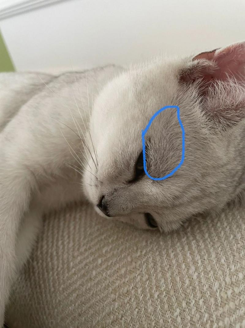 猫咪眼睛上方的毛秃了一块怎么办?