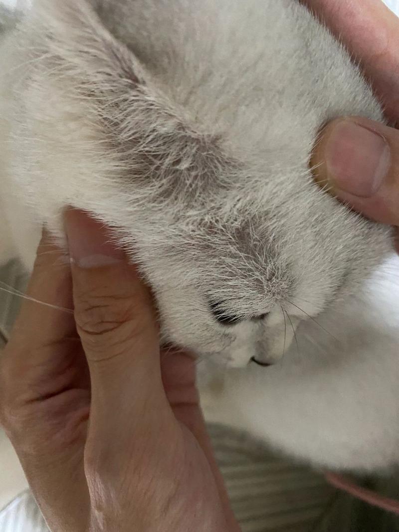 猫咪眼睛上方的都秃了怎么回事