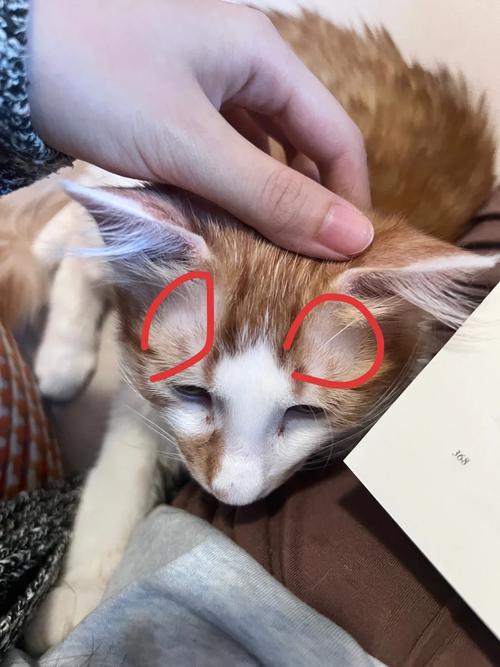 猫咪眼睛上面的毛秃了一块