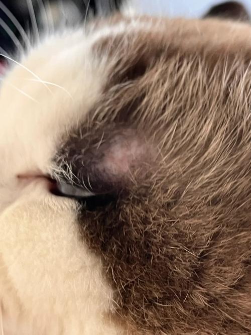猫咪眼睛上面秃了一块