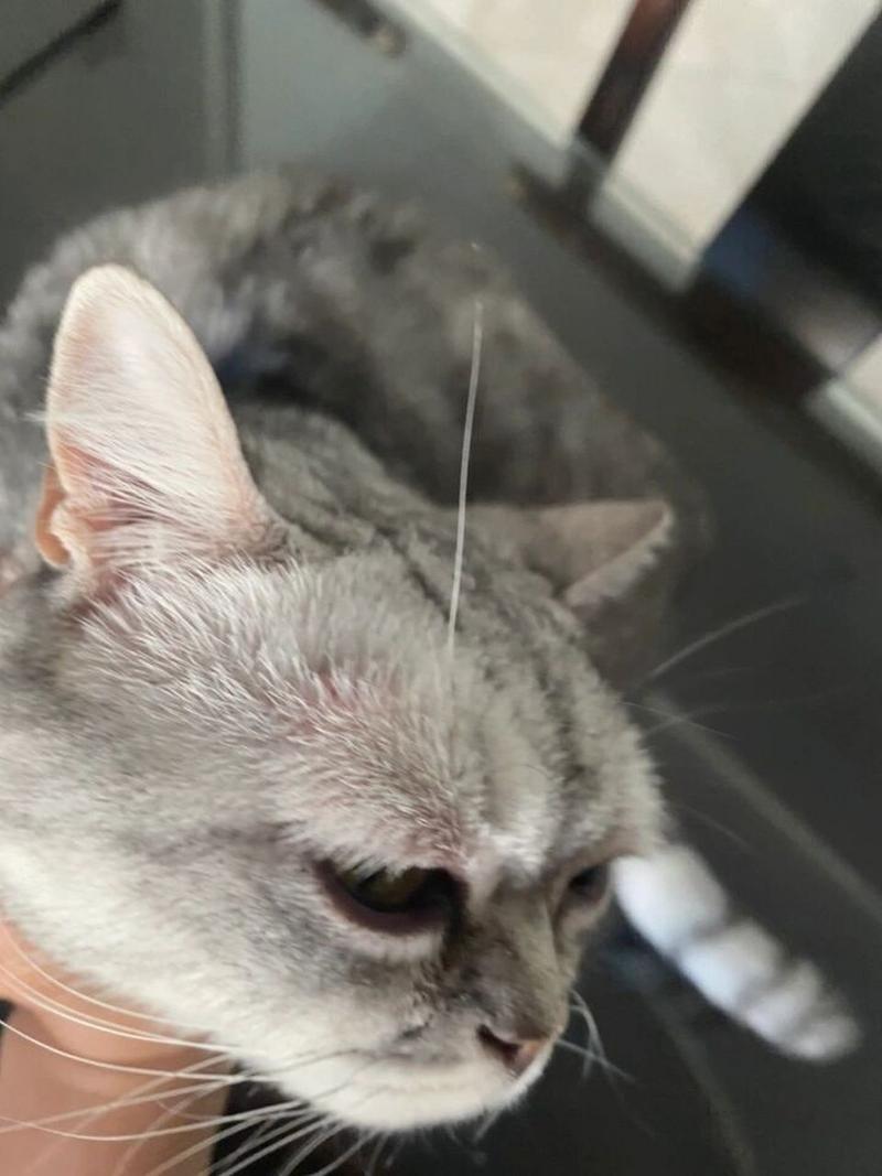 猫咪眼睛上面的毛秃了