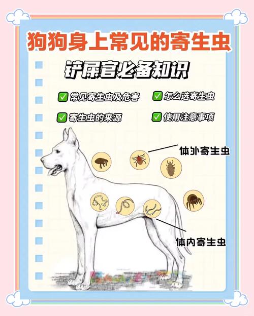 狗狗肚子里的白色虫子
