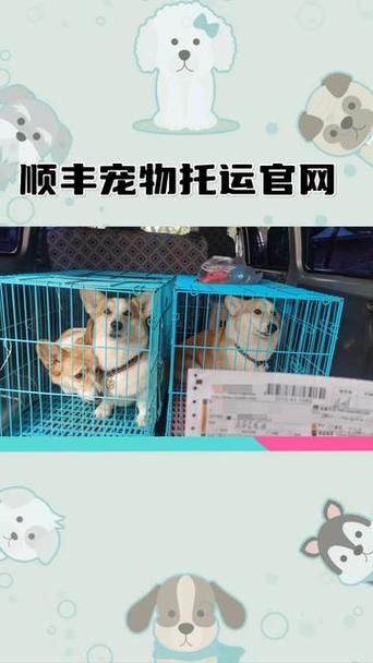 狗狗可以物流托运吗