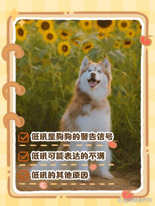 狗狗咬着玩具发出低吼