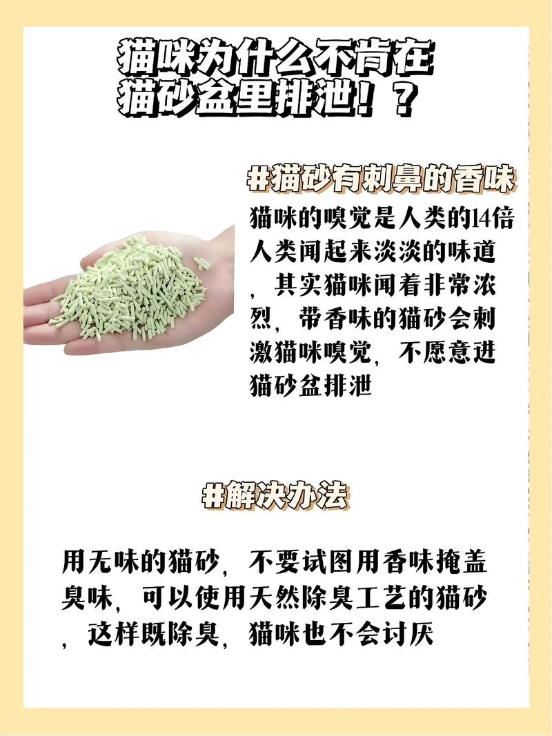 小猫没有猫砂怎么办