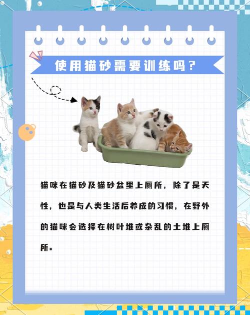 没有猫砂怎么办可以用什么代替