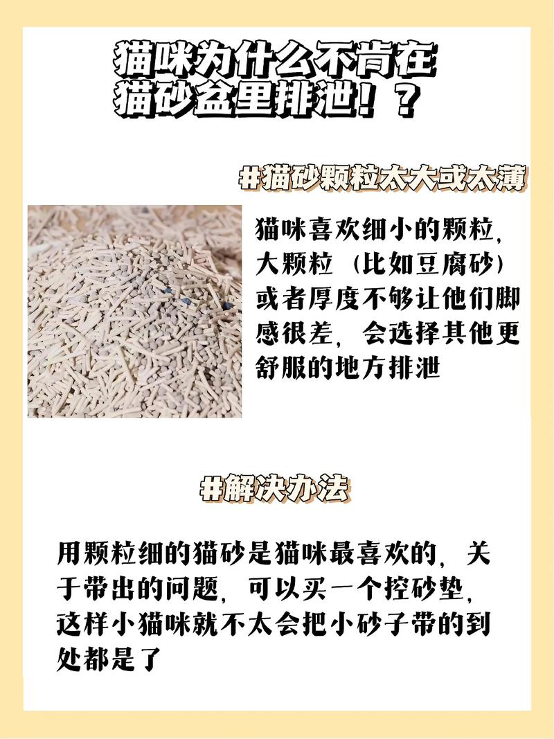没有猫砂猫咪怎么上厕所?