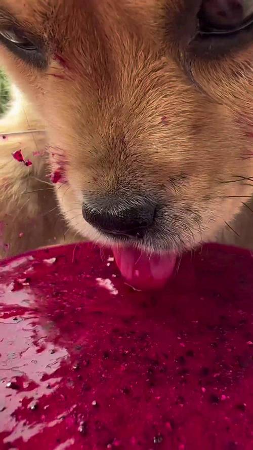 狗可以喝什么果汁