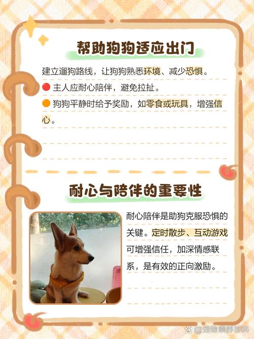 狗狗怕生人不敢出门怎么办?