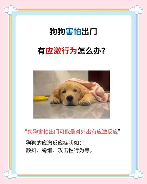 我家狗狗胆子太小不敢出门散步怎么办?