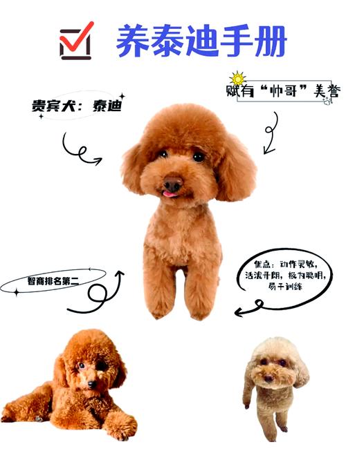 我们家的泰迪狗狗总是怕出门,怎么让它不害怕出门?