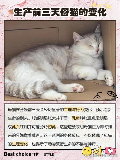 猫快生了前三天的征兆