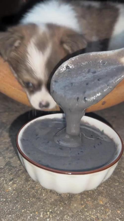 喂小狗吃芝麻会怎么样?