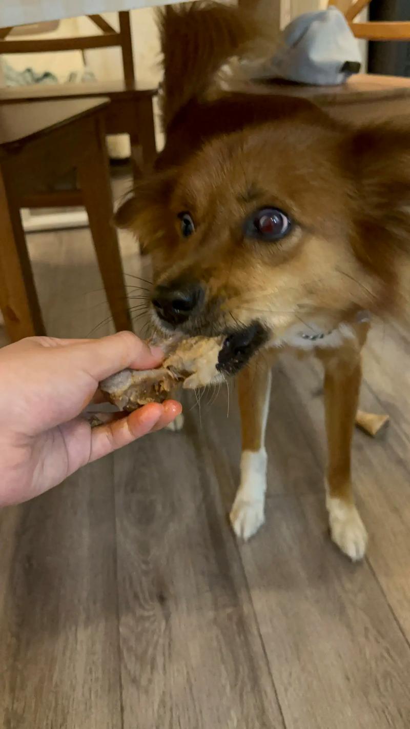 为什么狗狗不吃芝麻